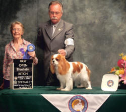 Cottfordcourt Glamour 1st in Open Bitch, Judge Annette Jones Timsar Cavaliers UK. Presented by Ted Crawford