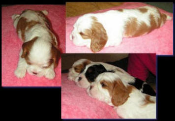 Ch Turretbank Lewis puppies...