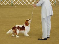 Cottfordcourt Romance "Paris" at the Angels Canyon Show April 2007 after winning Best Puppy